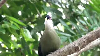 Sound of White-crested turaco, Bird Paradise, Singapore