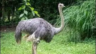 Ostrich, Alipur Zoo, Kolkata