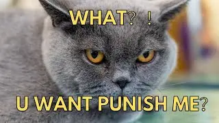 5 Ways Discipline Your Cat Effectively | Cat&rsquo;s secret