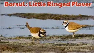 Little Ringed Plover | ছোট জিরিয়া ( Chhoto Jiria ) at Barsul Borsul Damodor River Bed Saktigarh