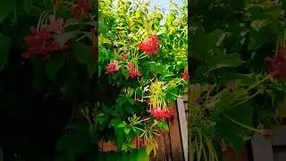 Combretum indicum/Комбретум индийский /קומברפטום הודי 🌞 Good morning 👍 respect #shorts