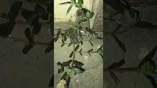 Asthma Weed | Euphorbia hirta, commonly known as  snakeweed,