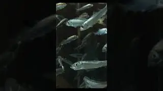 Mundo Animal: Datos interesantes sobre las anchoas