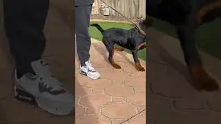4 month old German Rottweiler pup