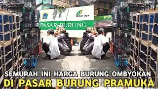 AGENYA BURUNG KECIL MASTERAN OCEHAN AVIARY HARGA SERBA DI 25 RIBUAN DI PASAR BURUNG PRAMUKA 