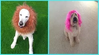 10 + Creative Dog Owners Who Did Pawesome Things For Their Dogs