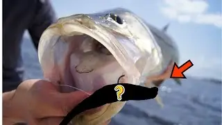 The Best Beginner Lures for Saltwater Fishing