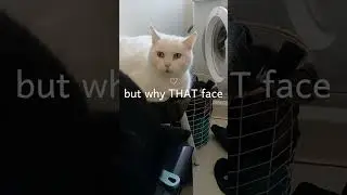 Laundry Day #laundryday #thatface #thelook #grutube #catdad #catlife #catvibes #cutecats #meow #fyp