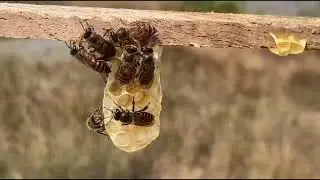 Mites Attack in Beehive 🐝 | How It Affects Honey Bees#BeeShorts #BeeLife #mitesproblem#BeekeeperLife