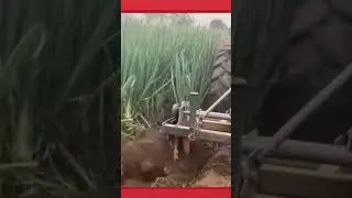 Onion Harvesting Machine Efficiently Lifting Crops from Soil #agriculture #shorts