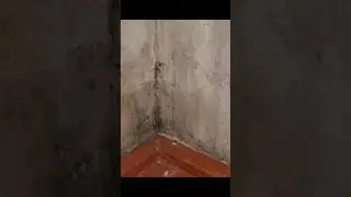 От Чёрной плесени 100% избавление почти даром🤓👌