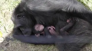 Stolen Apes  -  2019 WCFF Trailer