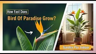 Как быстро растёт райская птица в помещении? 🌿 Советы по выращиванию и уходу