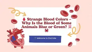 🩸 Strange Blood Colors &ndash; Why Is the Blood of Some Animals Blue or Green? 🦑🦀