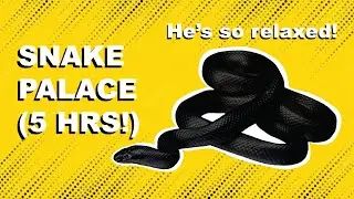 SNAKE RELAXATION Palace 5 Hours - Calming music for leaving your pet snake at home