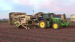Whinburn Red Onion Harvest 2023
