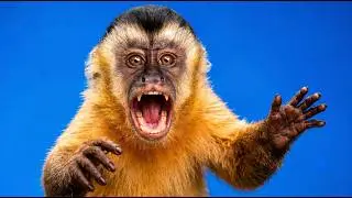 SOM DE MACACO, MACACO PREGO CHAMANDO