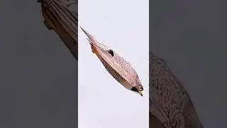 Peregrine falcon fact | falcon fact | falcon attack fact | interesting fact about falcon #falconfact