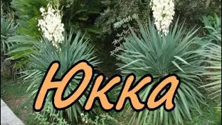 Юкка /Yúcca. Ноябрь 2023