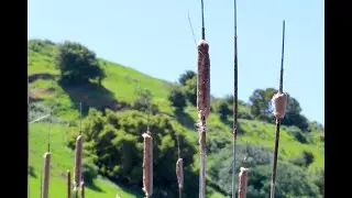 Coyote Creek Chochenyo