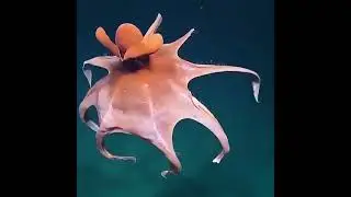 Dr&ocirc;le de pieuvre !
