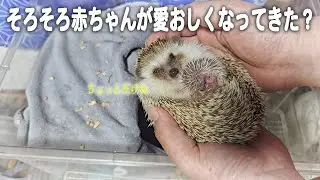 面倒見てくれてる？ハリネズミの人工保育4日目！