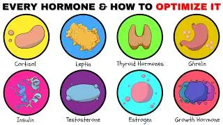 Every Hormone & How To Optimize Them Explained