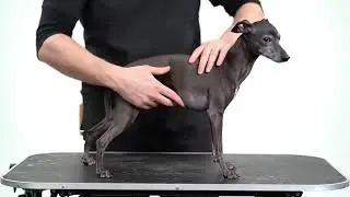 Italian Greyhound Glossy Groom - Puppy Life Dog Lovers Video