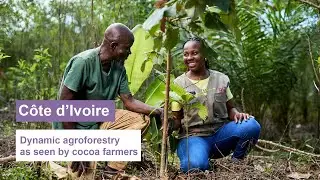 C&ocirc;te d&rsquo;Ivoire: Dynamic agroforestry as seen by cocoa farmers