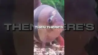 The &ldquo;Starter Fish&rdquo; That Never Stops Growing