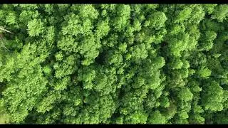 Happy time to Relaxation Nature Forest Sound Our Planet Amazon forest Nature Soundscapes