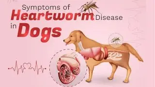 Heartworms in 2025: What's Changed?  Heartworm Treatments for Dogs 🐶 - Animals Land