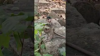 Happy funny excited beautiful day baby monkey playful #viral #animal #monkey #shortvideo #shorts