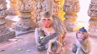 Pity monkey Bella Full body ulcers After being caught in a trap