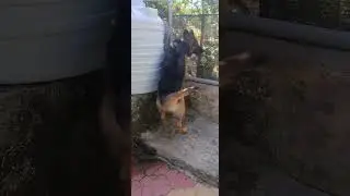 🐕Leo in action 🐾 |#dogshorts #shorts #germanshepherd #minivlog #ytshorts #youtubeshorts #shortvideo