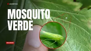 &iquest;Mosquito verde en tu vi&ntilde;edo?