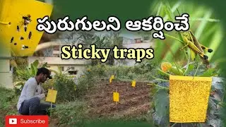 How to setup sticky traps | yellow traps | blue traps | |aphids,thrips, whiteflies,moths |