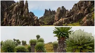 Aberdare Mountains - Waterfalls, Strange Plants & Dragon&rsquo;s Teeth?