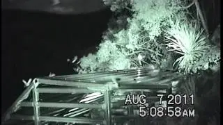 Enter - Arizona BatWatch example