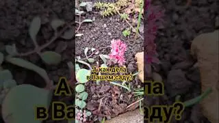 Сад/осенние цветы #сад #безвременник #седум #каприфоль #гортензия #настурция