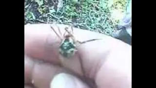 Cosmetidae