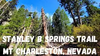 STANLEY B SPRINGS TRAIL MT CHARLESTON, NEVADA