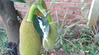 | we are cut jackfruit to be good | jack fruit | fruit | videos |