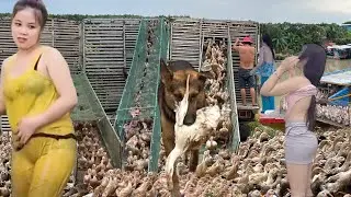 Smart Dog Herds 10,000 Ducks onto Truck to New Land &ndash; Incredible Scene Captured | Huong Farm Vlog