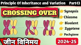 Class 12 | Crossing Over | जीन विनिमय | inheritance and Variation | principle of genetics