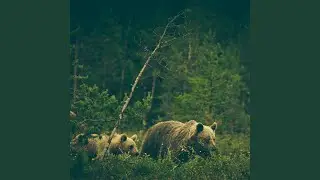 Wildlife (SVLBRD Edit)