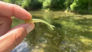 Indiana Creek fishing for Panfish