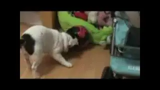 French Bull Dog Apple play football.