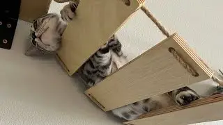 Cat Bridge Fun!