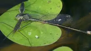 The Water Strider: Origin and Evolutionary History : The Marvel That Dances on the Surface#animals
